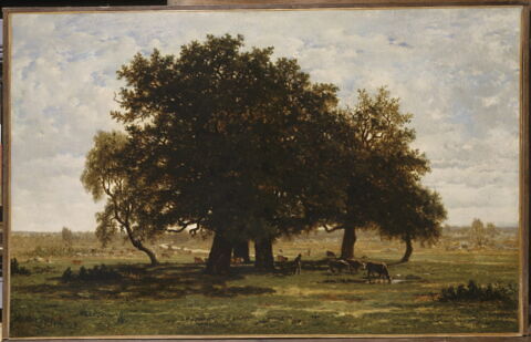 Groupe de chênes, Apremont, image 3/3
