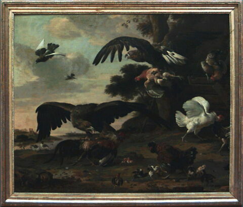 Aigles attaquant des poules, image 2/2