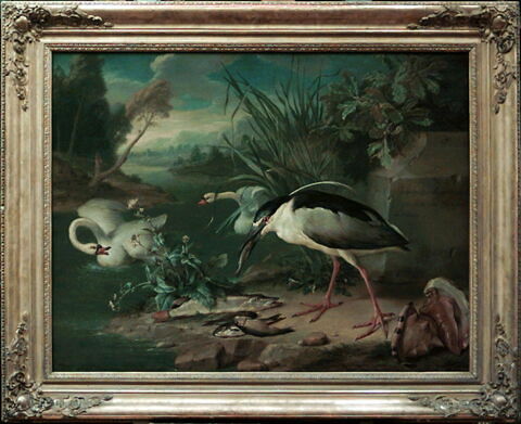 Héron bihoreau, deux cygnes, brochet et autres poissons d’eau douce, image 3/3