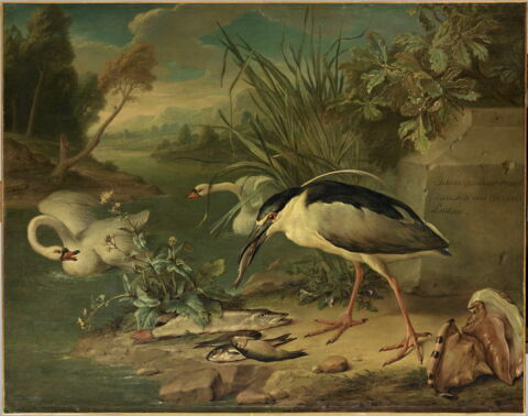 Héron bihoreau, deux cygnes, brochet et autres poissons d’eau douce