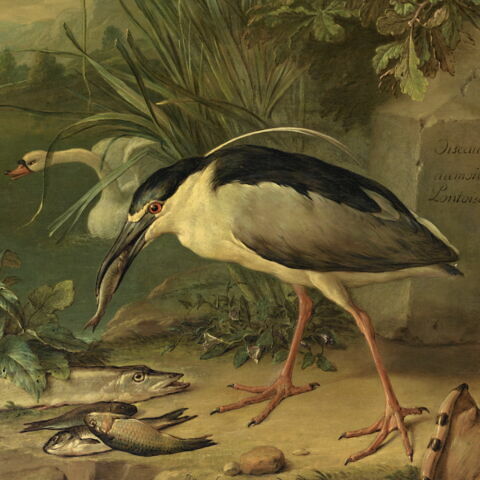 Héron bihoreau, deux cygnes, brochet et autres poissons d’eau douce, image 2/3