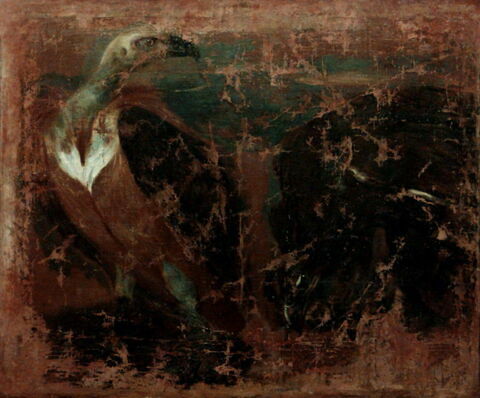 Un vautour et un aigle, image 2/2