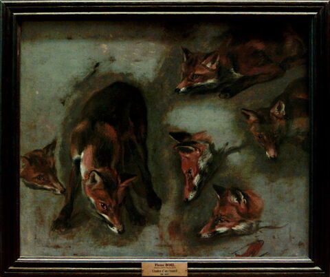 Étude d'un renard, image 3/4