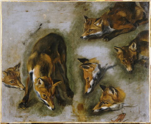Étude d'un renard, image 4/4