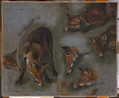 Étude d'un renard