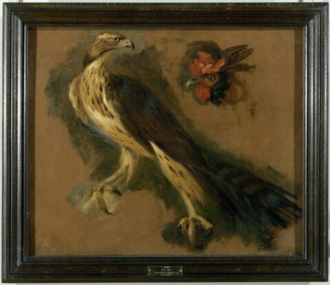 Études d'un autour des palombes et d'une tête de coq, image 2/2