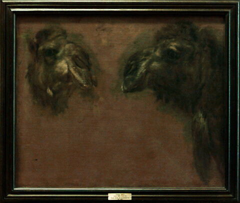 Double étude d'une tête de dromadaire, image 2/2