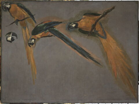 Études d'un perroquet ara