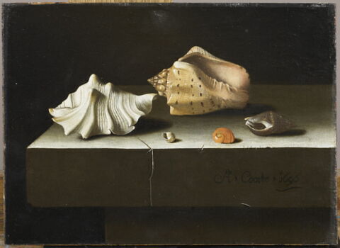 Cinq coquillages sur une tablette de pierre, 1696