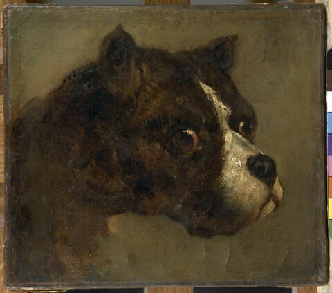 Tête de bouledogue, image 3/3