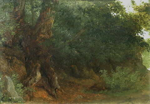 Tronc d'arbre, racines et feuilles, image 2/3