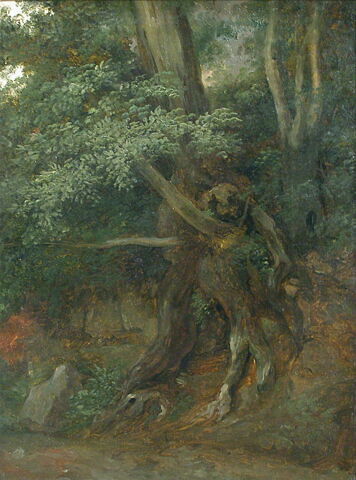 Nemi. Étude de troncs et racines, image 2/4