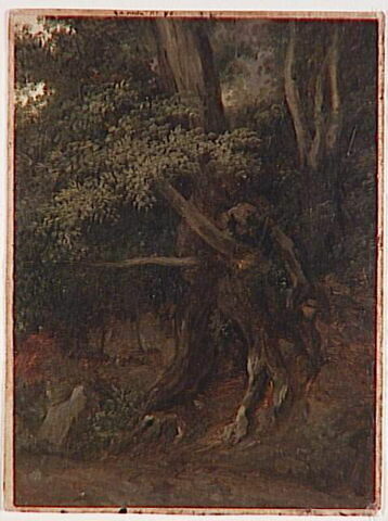 Nemi. Étude de troncs et racines, image 4/4