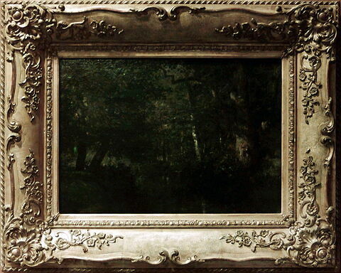 Cours d'eau sous bois, image 2/2