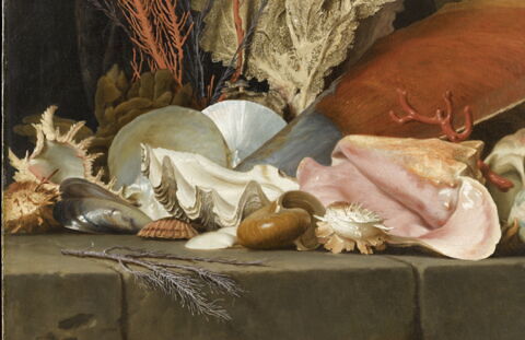 Panaches de mer, lithophytes et coquilles., image 2/7