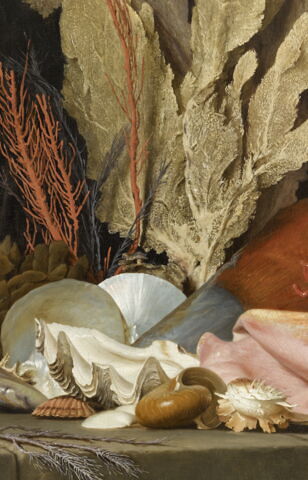 Panaches de mer, lithophytes et coquilles., image 3/7