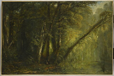Calme du matin; intérieur de forêt
