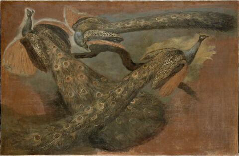 Triple étude d'un paon, image 2/2