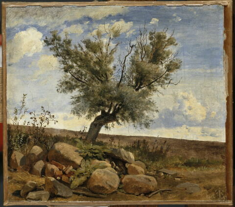 Vue prise à Vallekilde (Danemark).Saule sur un amoncellement de pierres, image 4/4