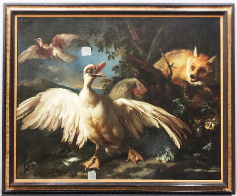 Canard de Barbarie et renard, image 3/25