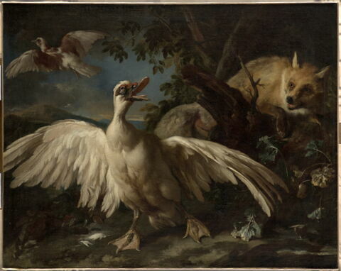Canard de Barbarie et renard
