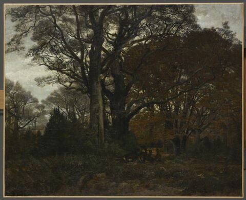 Intérieur de forêt