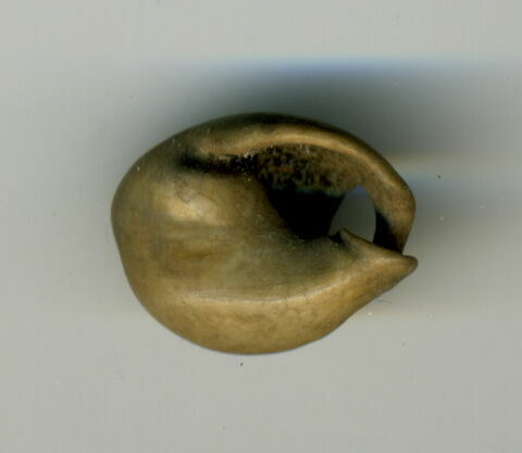 coquillage