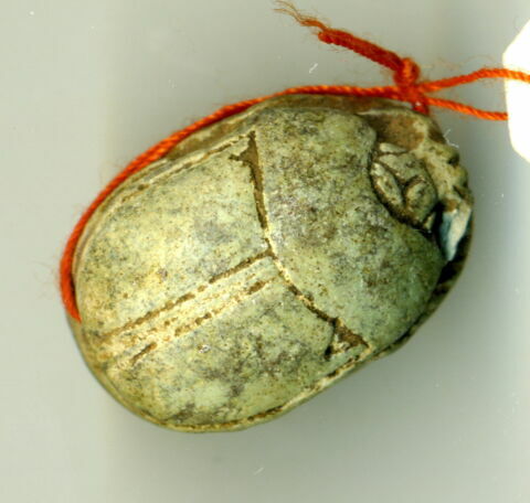 scarabée détaillé, image 6/6