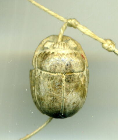 scarabée détaillé, image 2/2