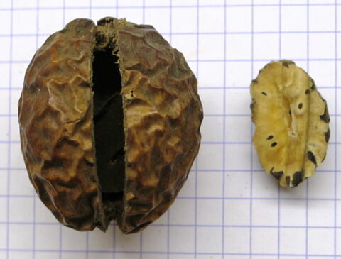 noix d'argun