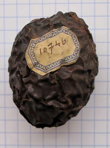 noix d'argun