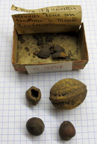 noix ; noisette