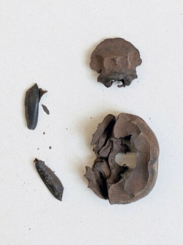 insecte ; fragments