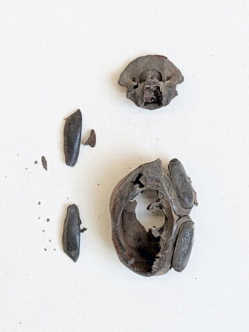 insecte ; fragments, image 2/2