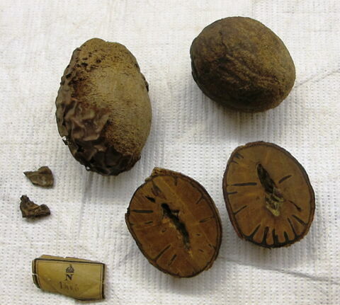 noix d'argun ; noyau d'areca