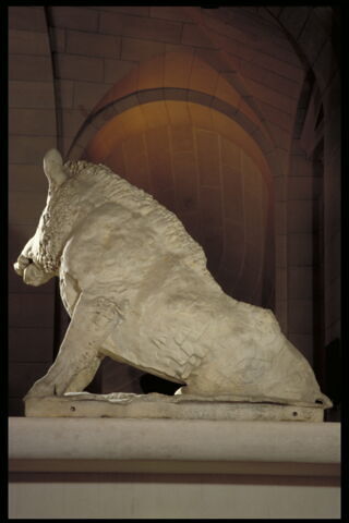 Sanglier, image 4/4