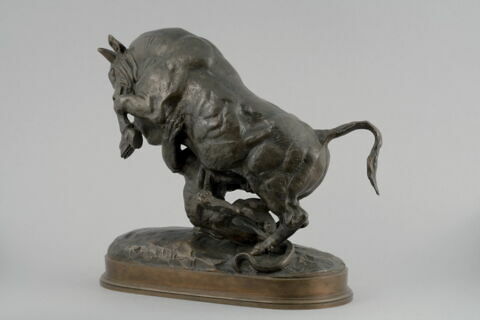 Taureau surpris par un tigre, image 5/9
