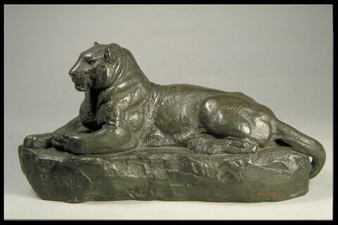 Panthère de l'Inde (?)