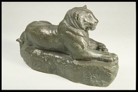 Panthère de l'Inde (?), image 3/4