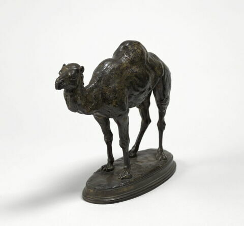 Dromadaire d'Algérie, image 2/3