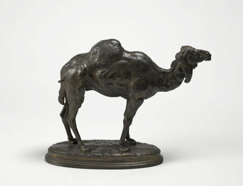 Dromadaire d'Algérie, image 3/3