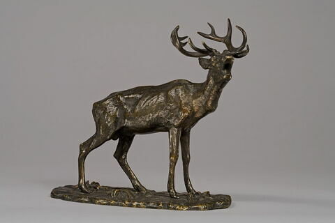 Cerf bramant, image 2/7