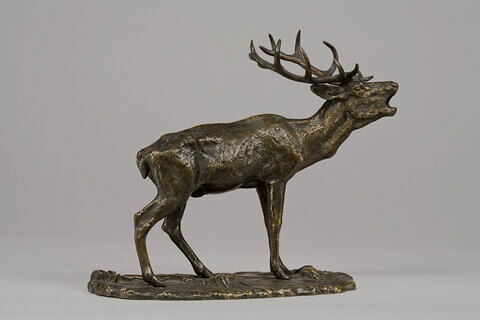 Cerf bramant, image 3/7
