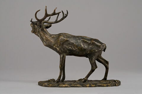Cerf bramant, image 4/7
