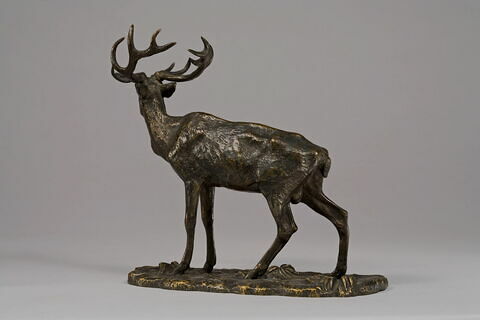 Cerf bramant, image 5/7