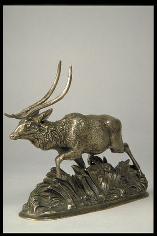 Cerf de Java, image 2/4