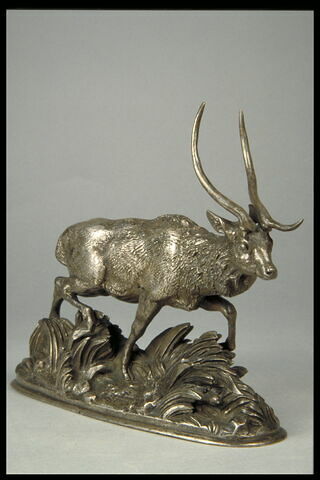Cerf de Java, image 3/4