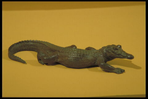 Crocodile