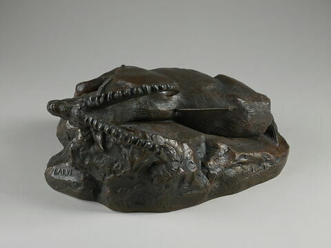 Bouquetin mort, image 2/2