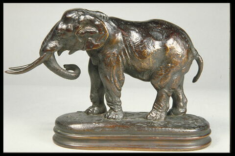 Éléphant de Cochinchine arrêté, image 4/7